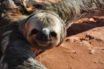 O bicho-preguiça parece nos pedir ajuda para cruzar a estrada, no trecho inicial da BR-319, rodovia que liga Manaus à Porto Velho